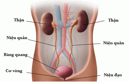 viêm tiết niệu